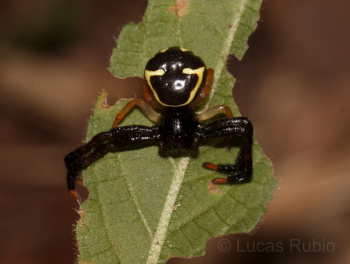 Stephanopoides sexmaculata