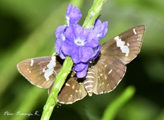 Celaenorrhinus fusca