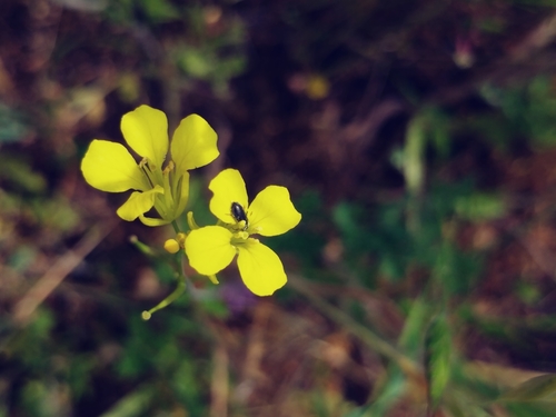 iNaturalist observation photo of mustard family