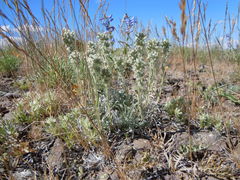Oreocarya spiculifera