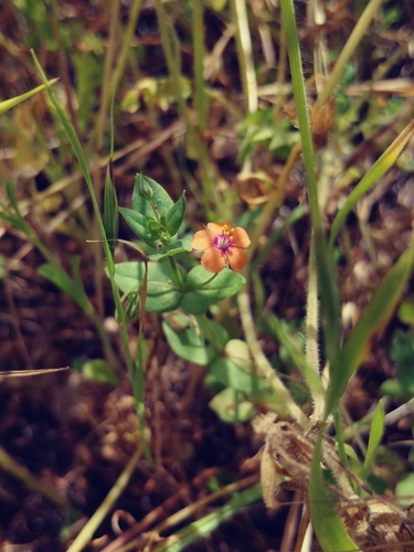 iNaturalist observation photo of scarlet pimpernel