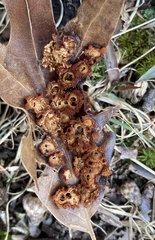 Polystepha symmetrica