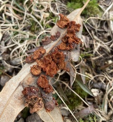 Polystepha symmetrica