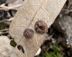 Polystepha symmetrica