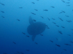 Mola alexandrini
