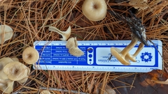 Pseudoomphalina compressipes