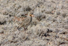 Oreopholus ruficollis