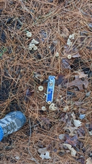 Pseudoomphalina compressipes