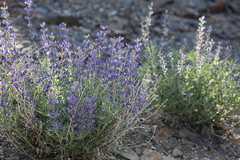 Lupinus argenteus montigenus