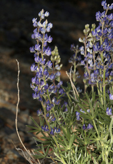 Lupinus argenteus montigenus
