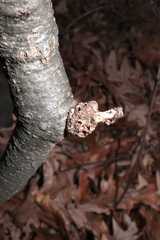 Callirhytis seminosa