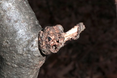 Callirhytis seminosa