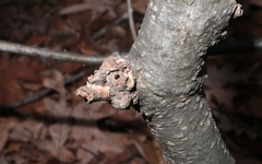 Callirhytis seminosa