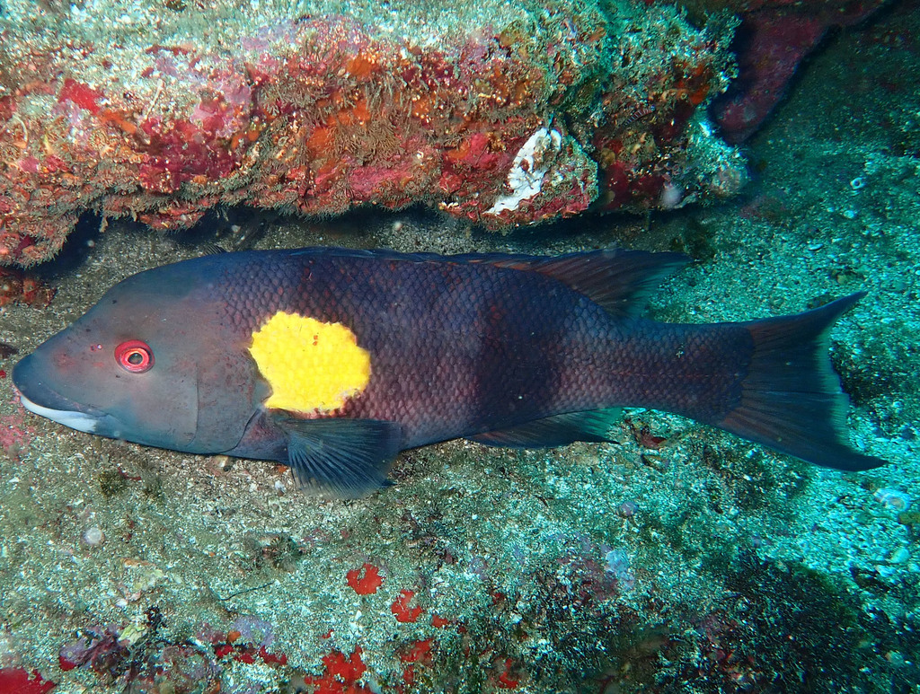 Bodianus darwini