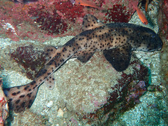Heterodontus quoyi
