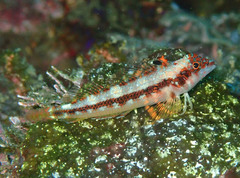 Lepidonectes corallicola