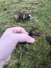 Lacunicambarus thomai