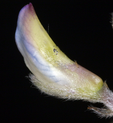 Lupinus argenteus montigenus