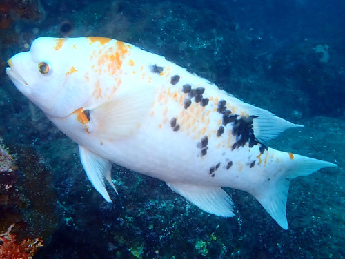 Brown hogfish (Bodianus eclancheri) — Labridae — 5