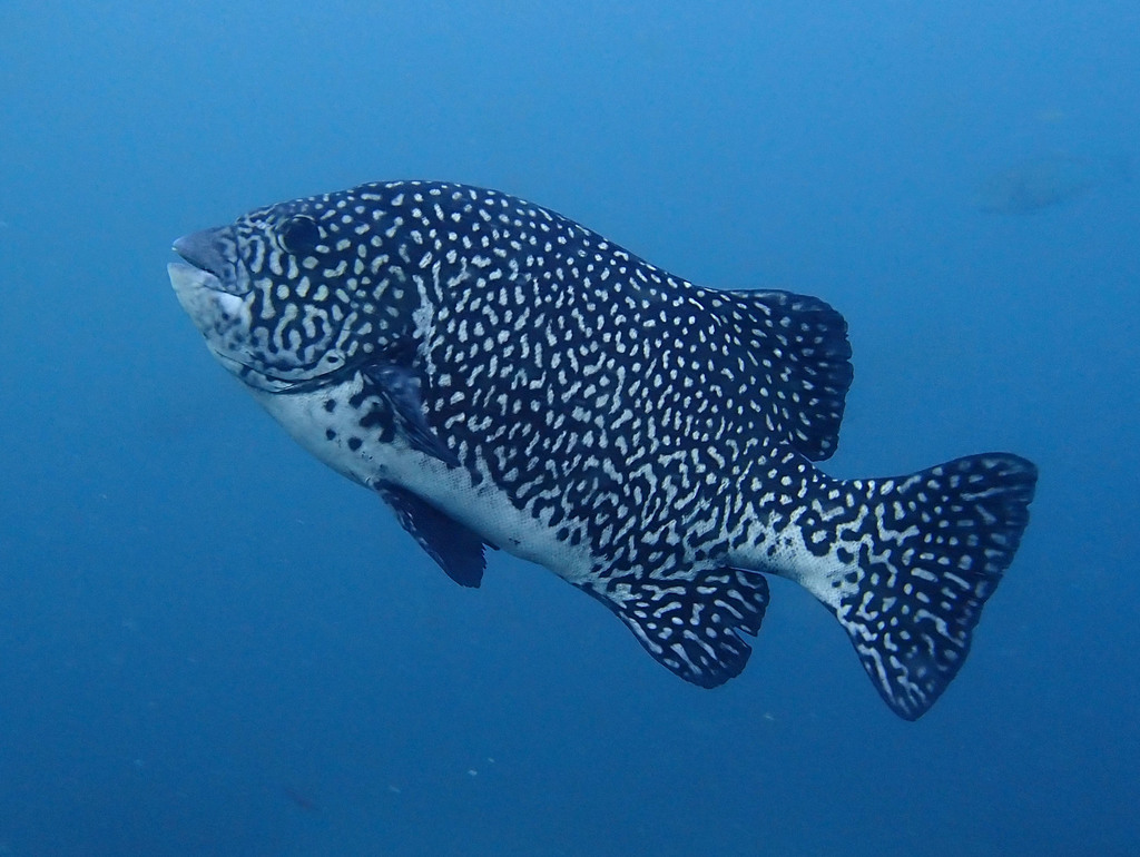 Pacific Beakfish