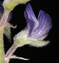 Lupinus argenteus montigenus