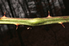 Neolasioptera nodulosa