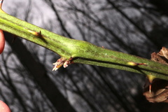 Neolasioptera nodulosa