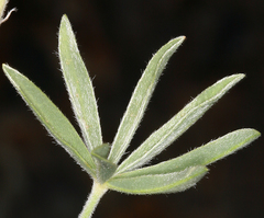 Lupinus argenteus montigenus