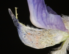 Lupinus argenteus montigenus