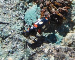 Eriopis magellanica