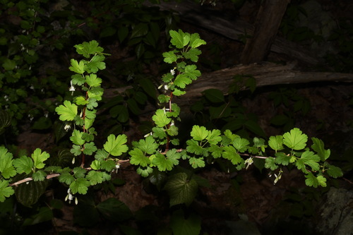 Image of Granite Gooseberry by (c) Brian Finzel, some rights reserved (CC BY-SA)