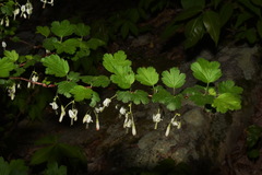 Ribes curvatum