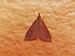 Udea ferrugalis
