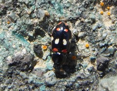 Eriopis magellanica
