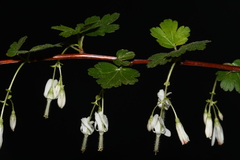 Ribes curvatum