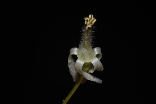 Image of Ribes curvatum by (c) Brian Finzel, some rights reserved (CC BY-SA)