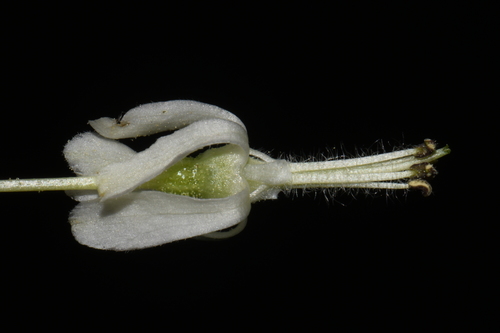 Image of Ribes curvatum by (c) Brian Finzel, some rights reserved (CC BY-SA)