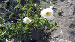 Argemone hunnemannii