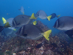 Razor Surgeonfish photo 5