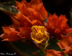 Chrysothemis pulchella