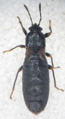 Dimorphopterus spinolae