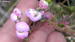 Calceolaria lanigera
