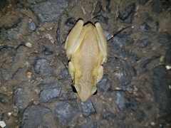 Litoria dentata