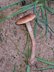Tubaria romagnesiana