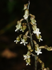 Gastrodia cooperae