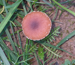 Tubaria romagnesiana