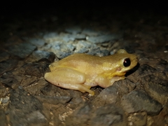 Litoria dentata
