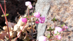 Calceolaria lanigera