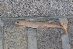 Hemidactylus brookii
