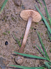 Tubaria romagnesiana